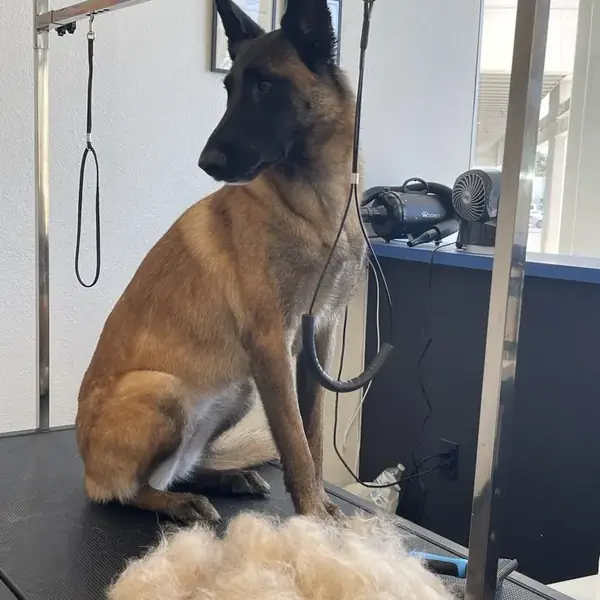 Pet grooming at K9 Rox Club